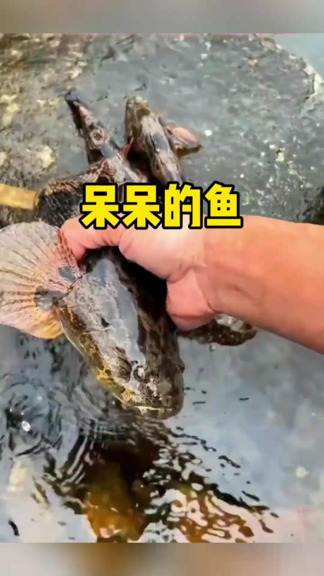 这种鱼长得像黑鱼,却很温柔
