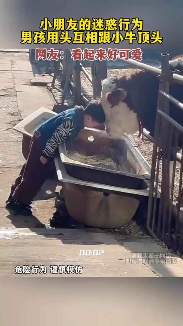 小朋友的迷惑行为,男孩用头互相跟小牛顶头