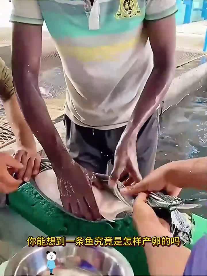手工挤鱼卵，居然挤出来了一盆