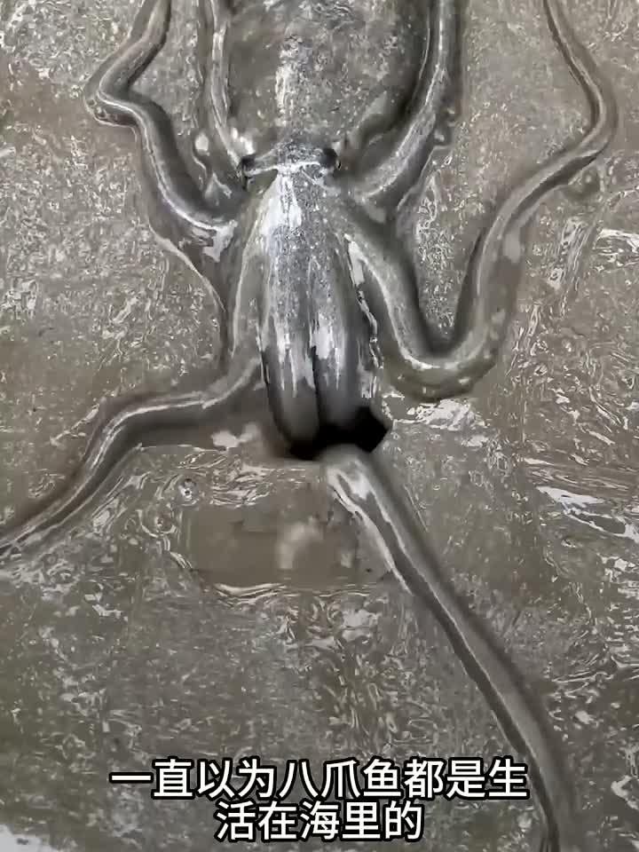 原来八爪鱼是生活在地下的呀