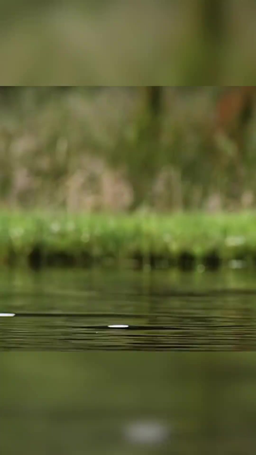 鱼鹰 自然界天生的捕鱼大师！