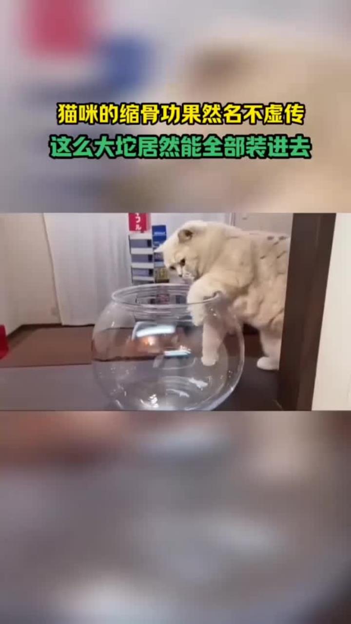 果然猫咪身体像水做的一样,这也太柔软了吧!