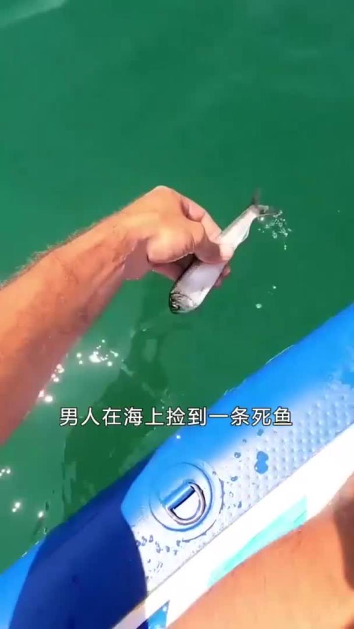 原来鱼儿的葬礼也可以这么有仪式