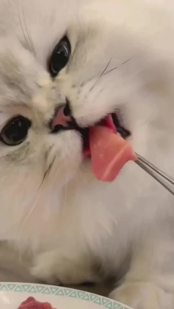 原来作为行走的表情包 一遇到肉肉也和普通小猫咪一样追着你的