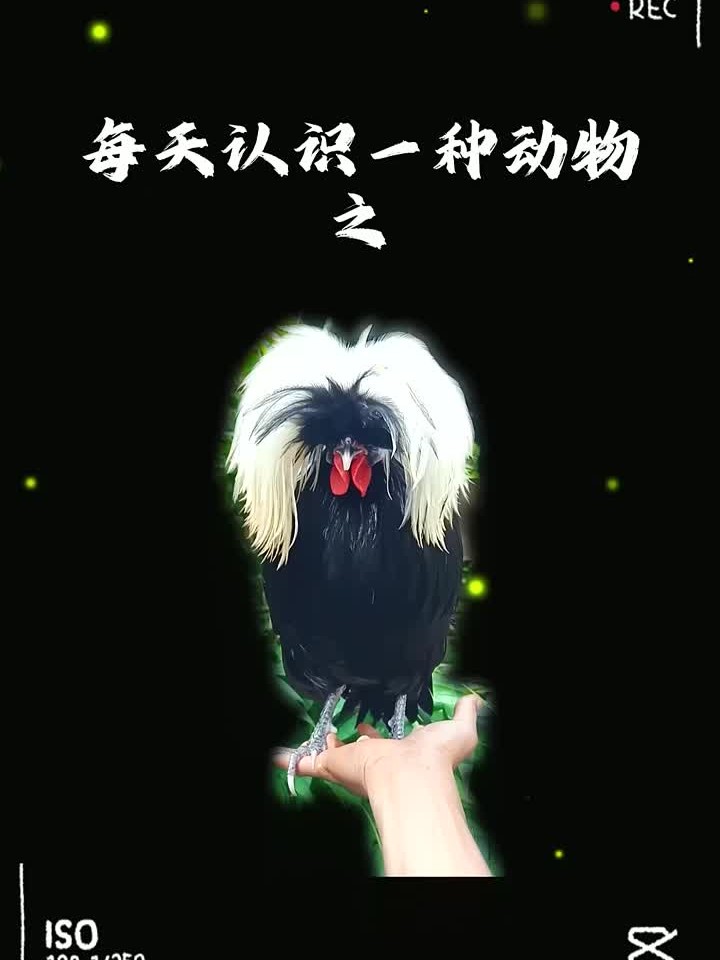 要做就要做一只有性格的帽子鸡