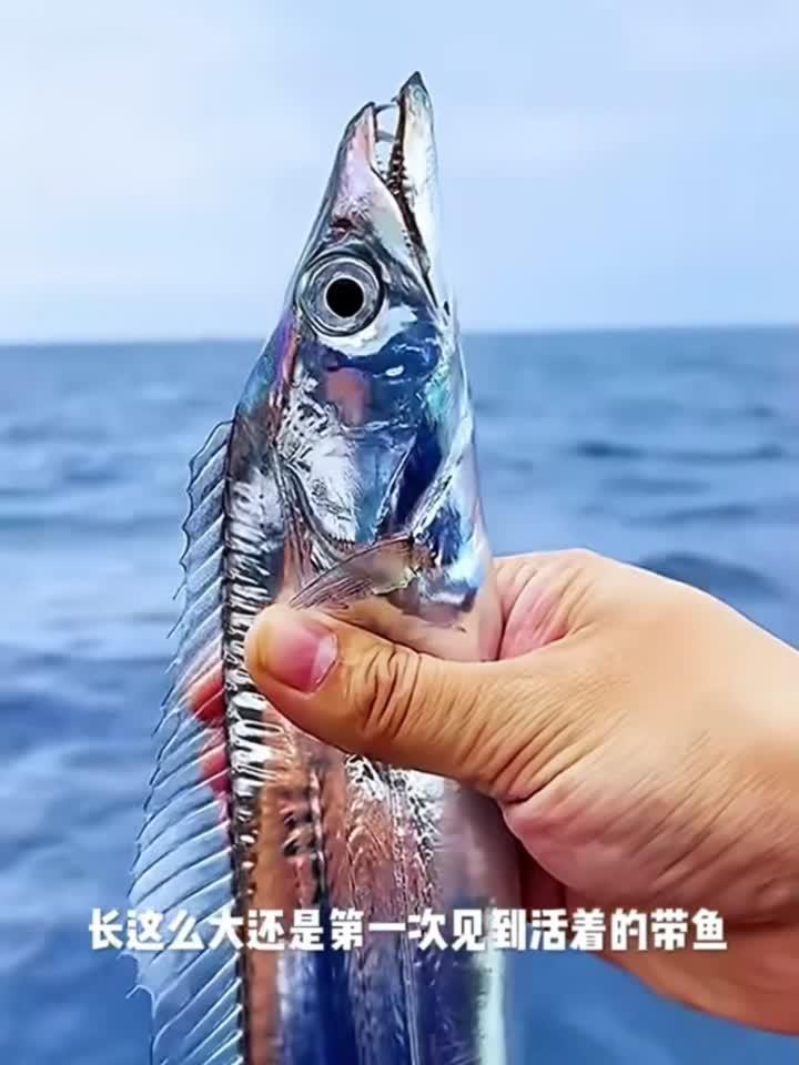 你有见过活着的带鱼吗