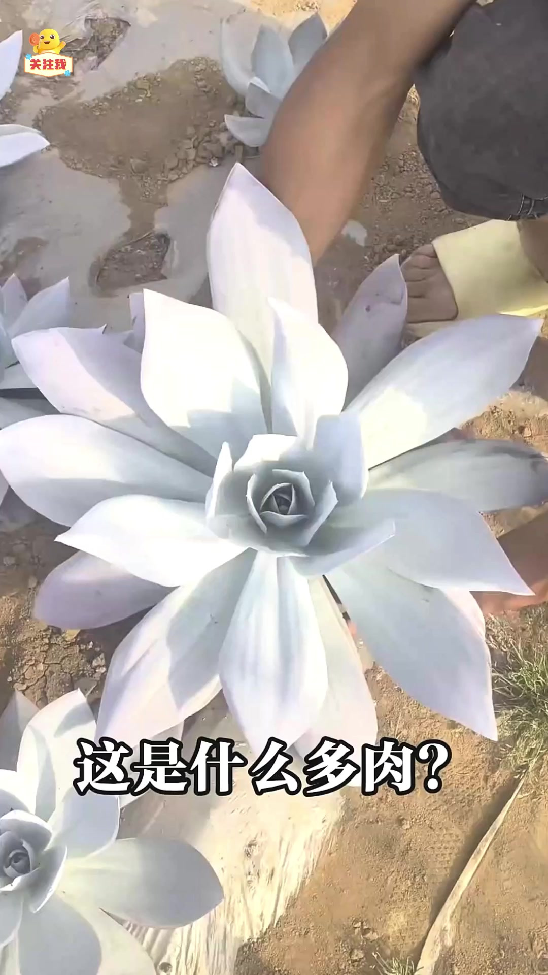 科普15种多肉植物，你喜欢哪一种？
