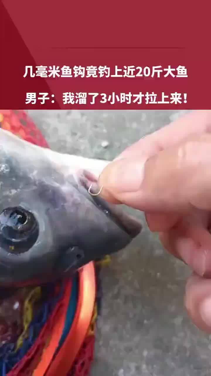 这么小的鱼钩，竟能钓上这么大的鱼！！