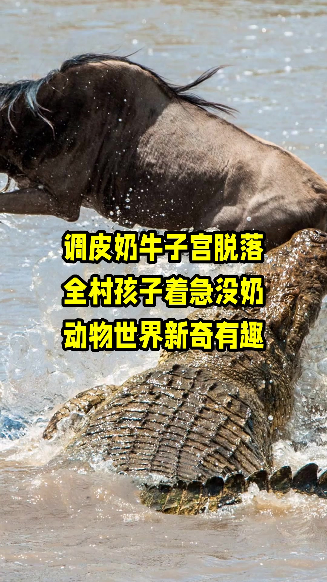 调皮奶牛子宫脱落,全村孩子着急没奶,动物世界新奇有趣