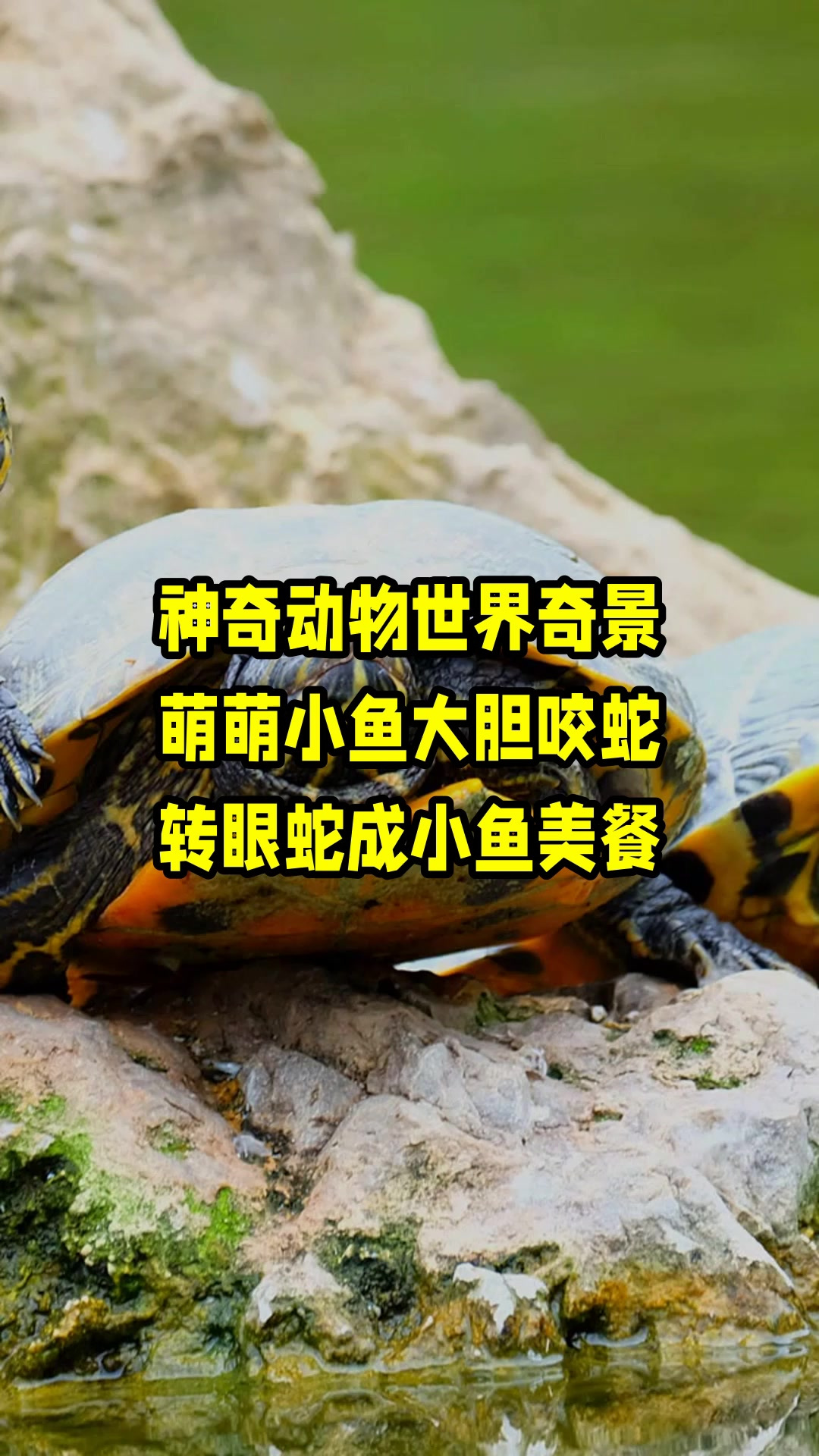 神奇动物世界奇景,萌萌小鱼大胆咬蛇,转眼蛇成小鱼美餐