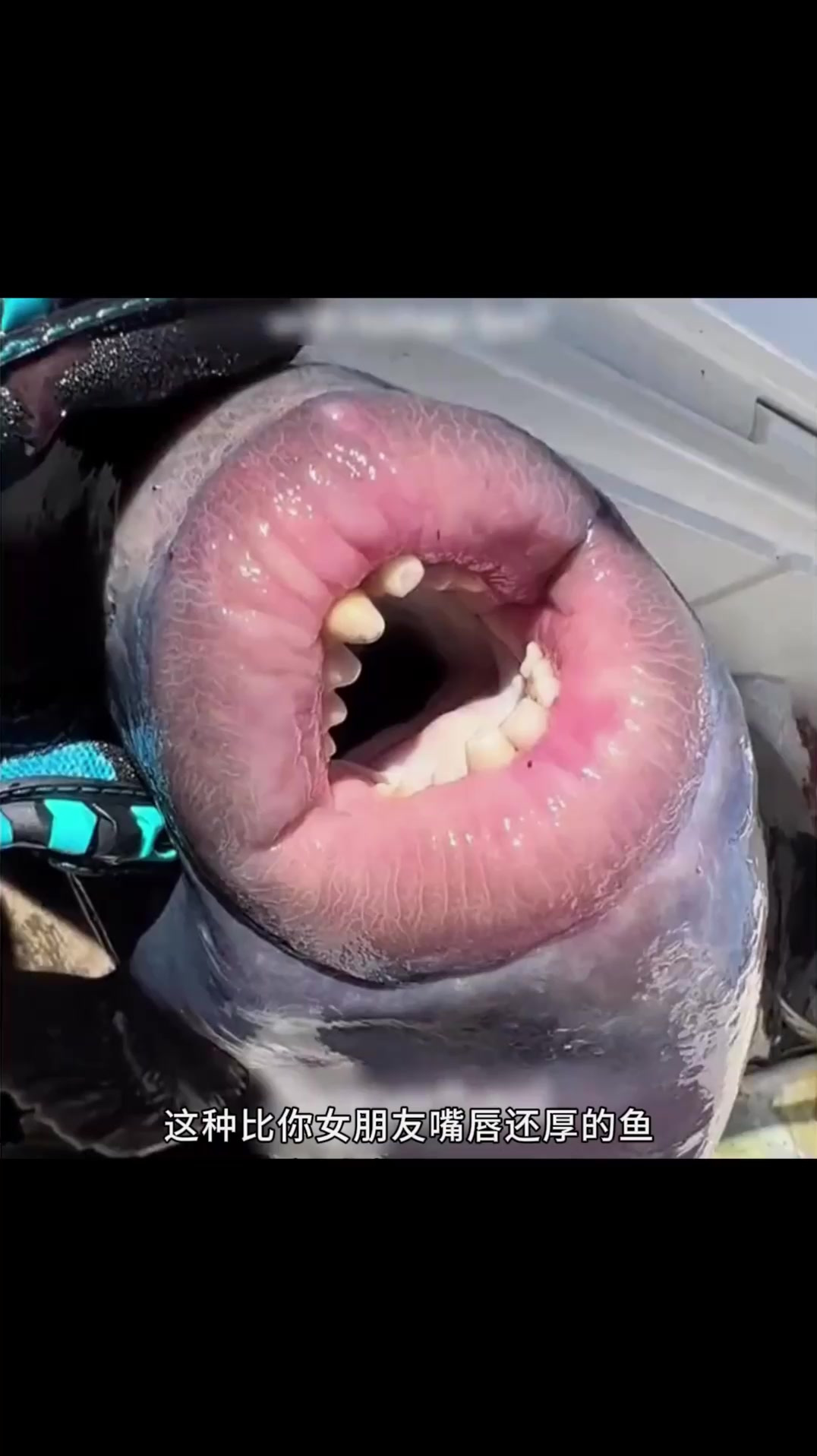 长着性感嘴唇的扳机鱼,攻击性很强!