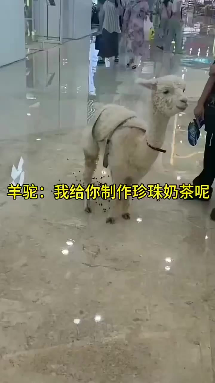 羊驼:我给你制作珍珠奶茶