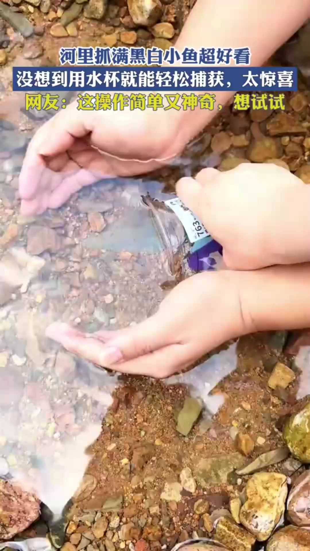 河里抓满黑白小鱼超好看,没想到用水杯就能轻松捕获,太惊喜!