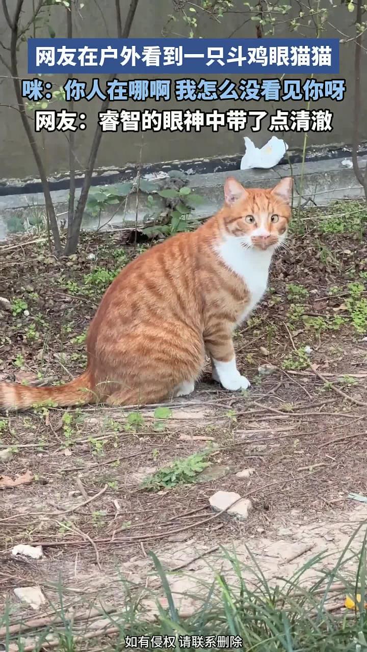 网友在户外看到一只斗鸡眼猫猫,咪:你人在哪,我怎么没看见你呀