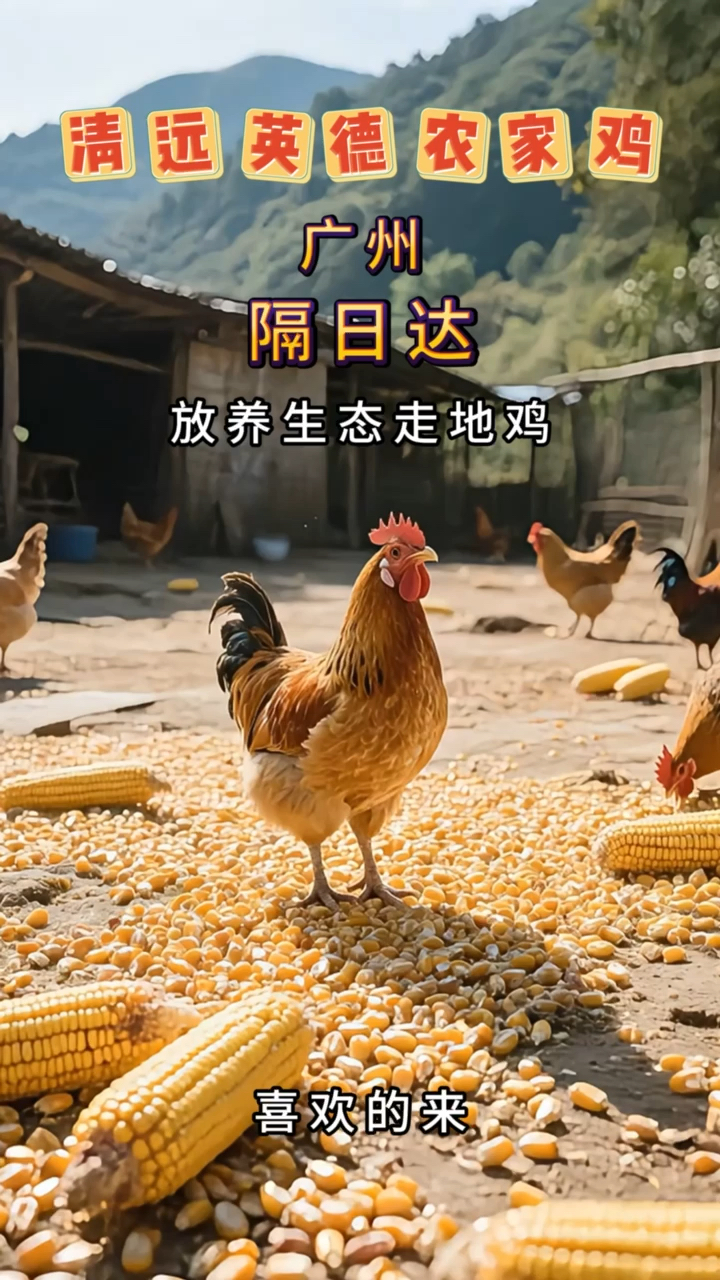 英德正宗清远鸡/广州日次到家