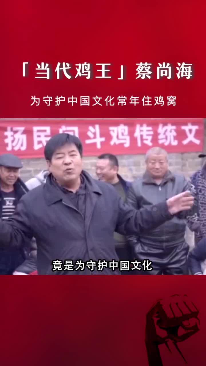 为守护中国文化,常年住鸡窝,斗鸡文化你喜欢吗?