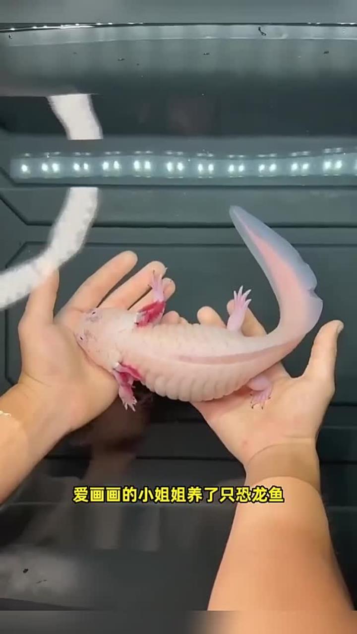 爱画画的小姐姐养了只恐龙鱼，每天给它设计不同的造型