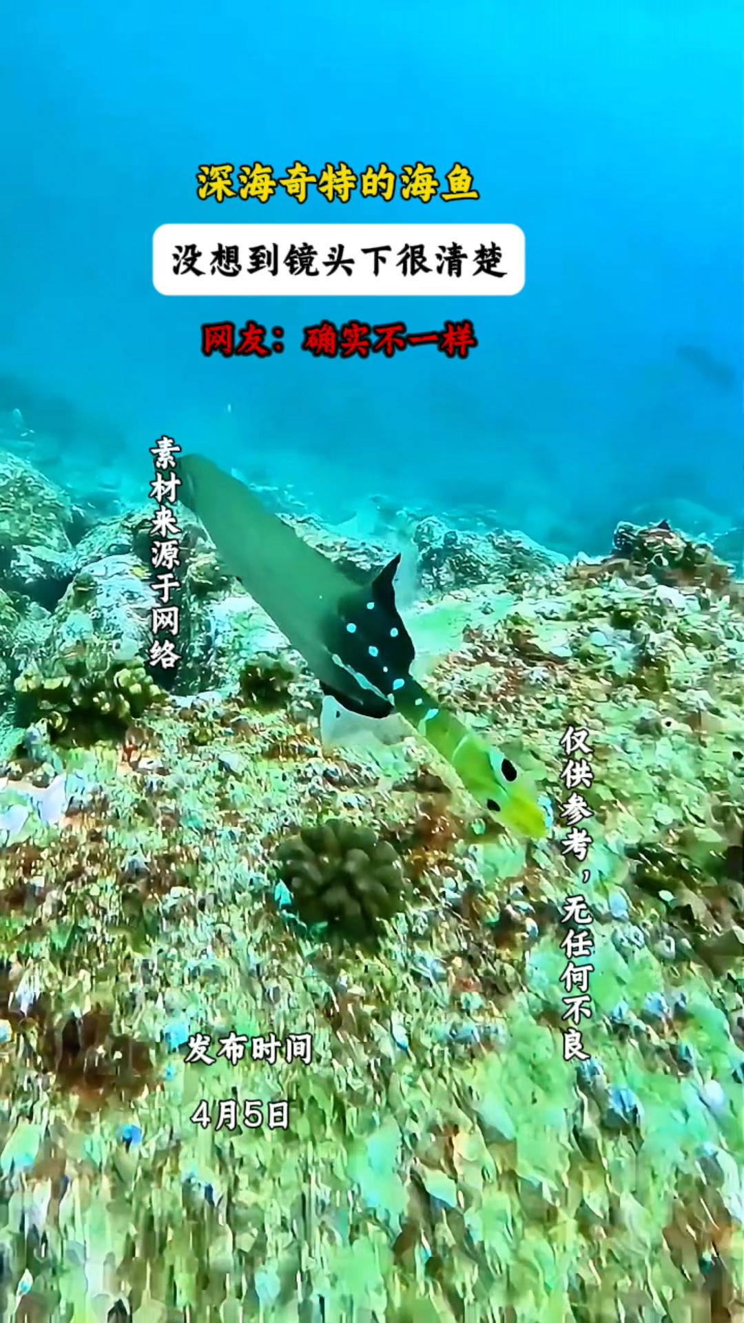 深海奇特的海鱼,没想到镜头下很清楚,网友:确实不一样