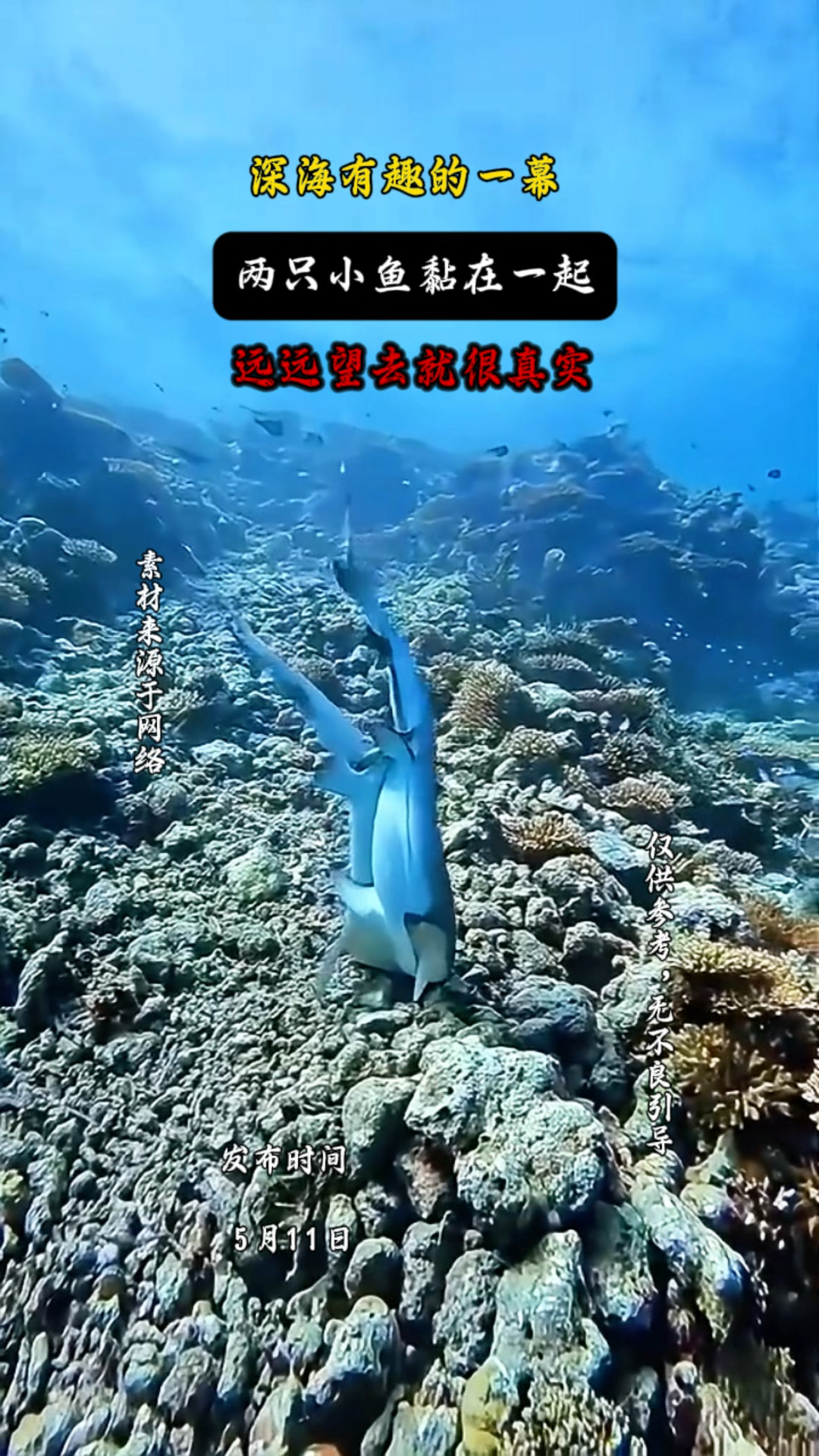 深海有趣的一幕,两只小鱼在一起,远远望去很真实