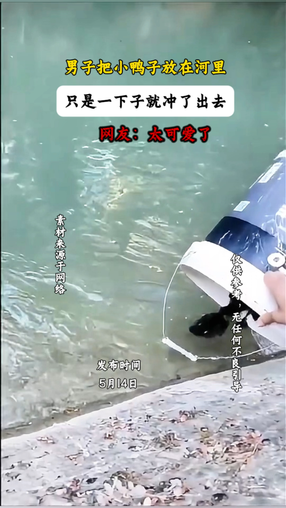 男子把小鸭子放在河里,只是一下子就冲了出去,网友:太可爱了