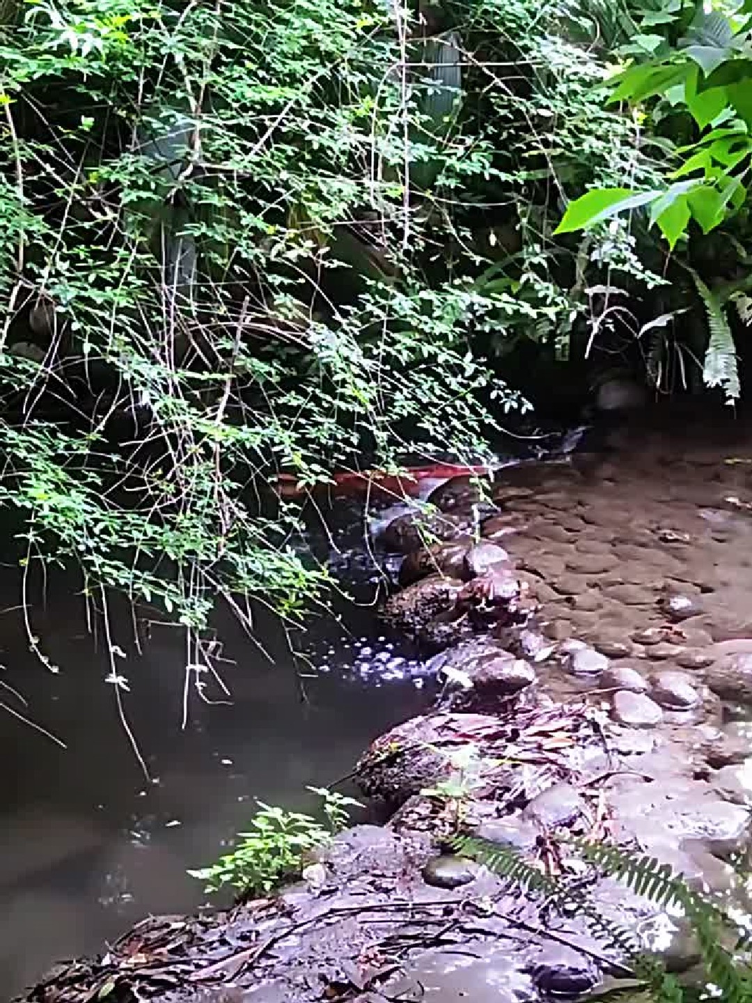 鲤鱼跃龙门