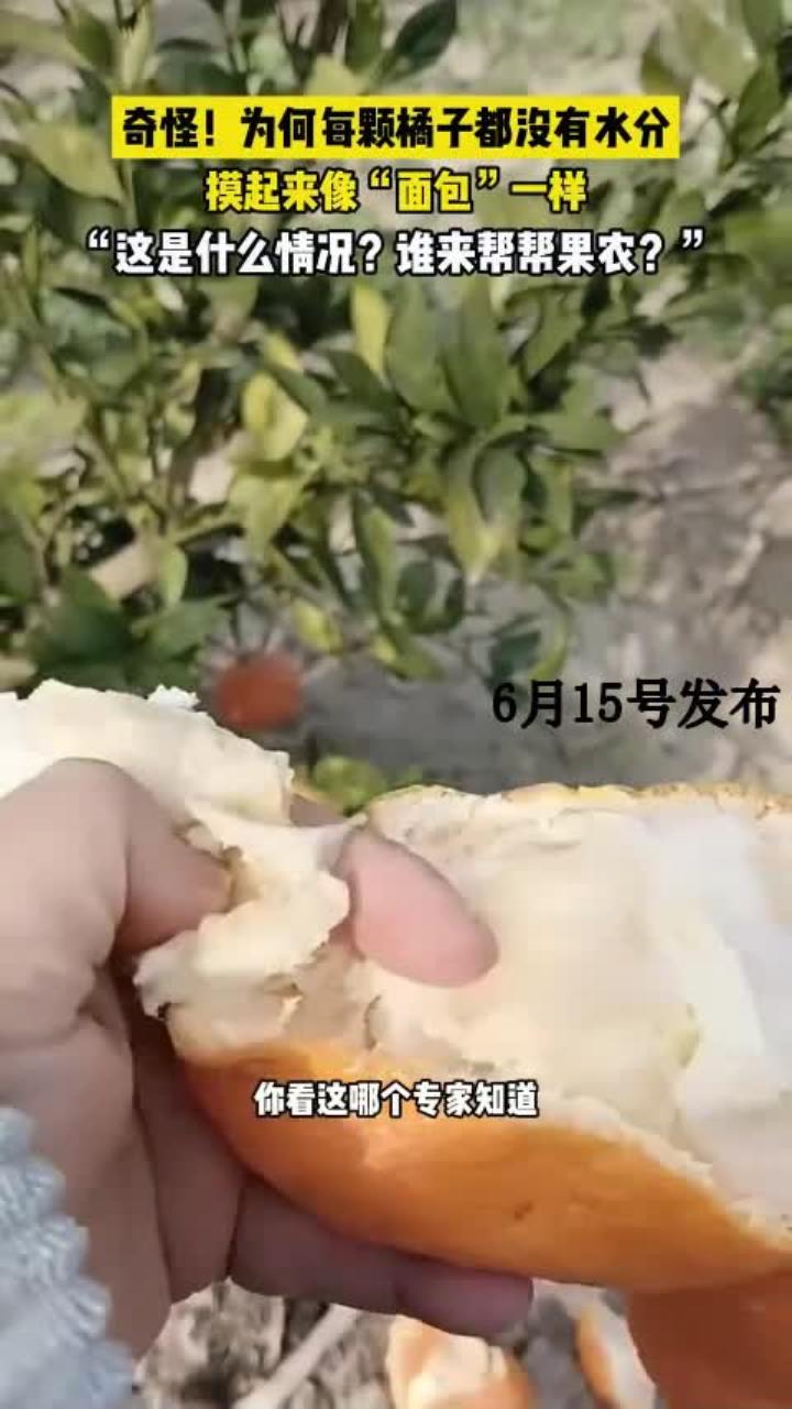 奇怪!为何每颗橘子都没有水分,像面包一样干巴巴