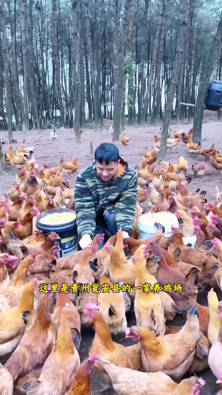 贵州养鸡场有高招，塑料桶鸡窝让母鸡安心下蛋