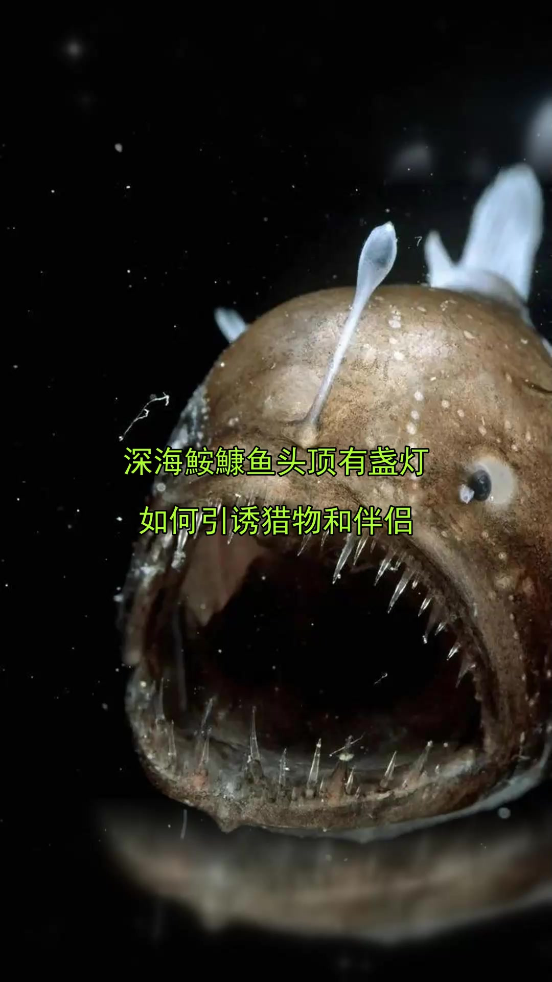 深海鮟鱇鱼头顶有盏灯,如何引诱猎物和伴侣