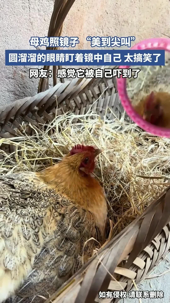母鸡照镜子 “美到尖叫”,圆溜溜的眼睛盯着镜中自己,太搞笑了