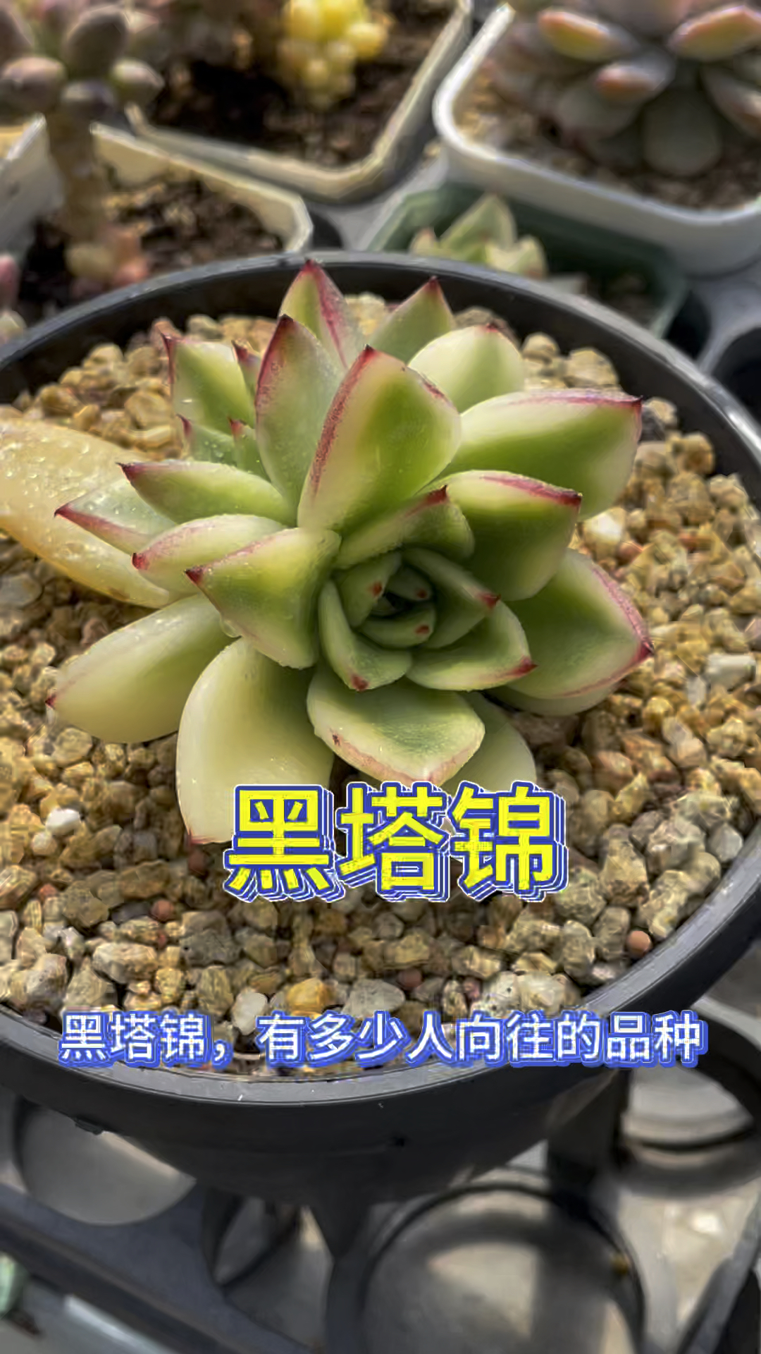 韩国东云系多肉-黑塔锦,有多少人向往的品种,你拥有了吗?#依米花多肉#韩国东云系锦