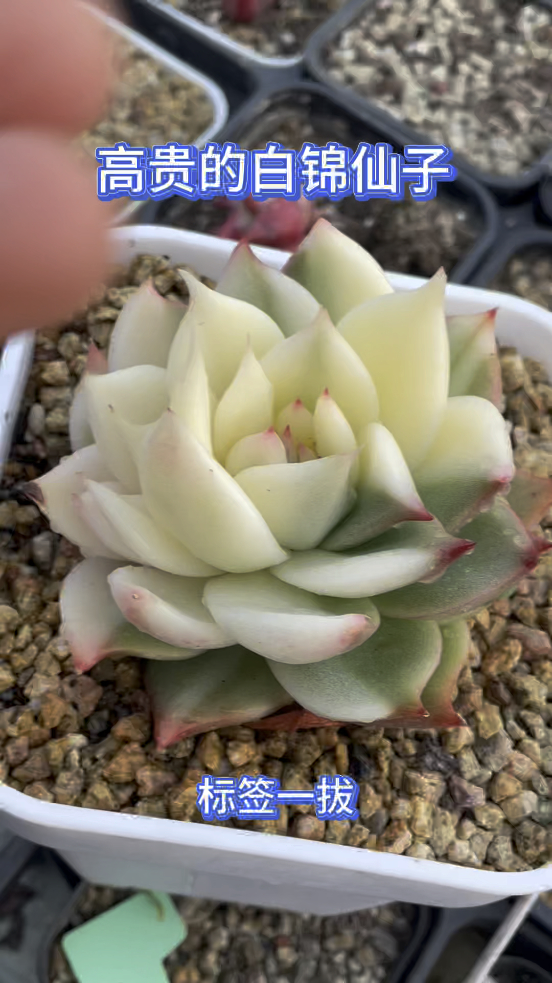 韩国东云锦中的仙子,高白瓷体,拉丝透,心灵纯洁,多少玩锦大神们想要得到的一款多肉