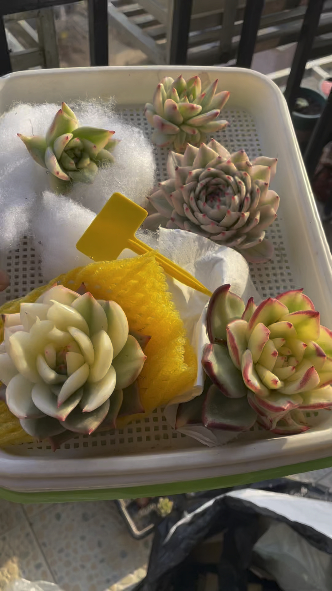 这算是资深玩家春季收获吗?我勒个豆我勒个豆#东云系多肉植物 #吉娃娃锦 #韩国东云锦