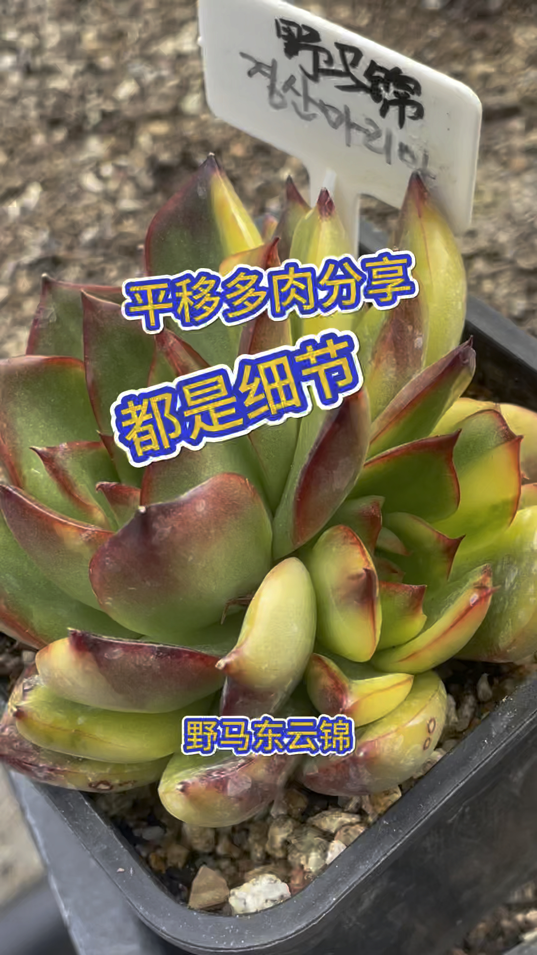 韩野马东云锦,她具备红黄绿拉丝锦,更是万千亚洲多肉迷们骨子里的国色