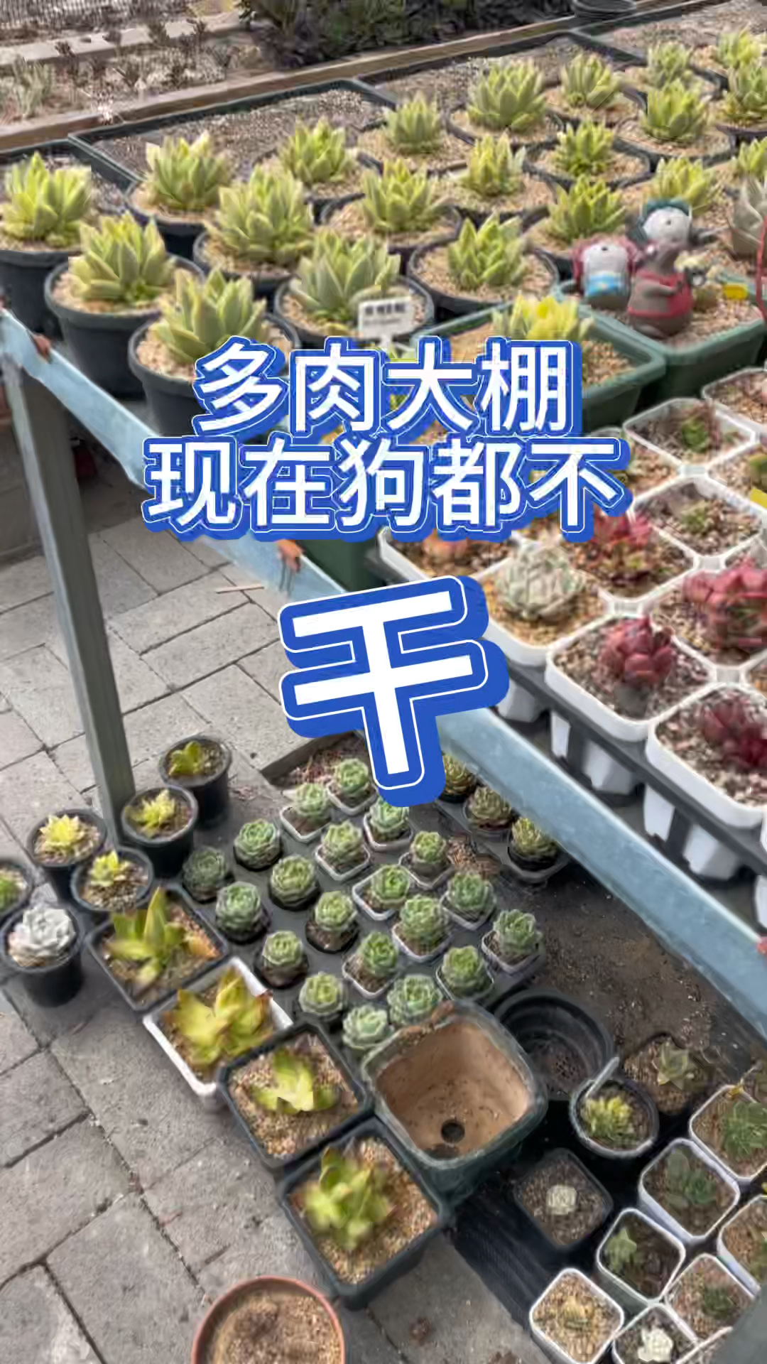 多肉大棚现在狗都不干,记录一天的大棚生活,看看你还想干大棚吗?#多肉大棚主的日常
