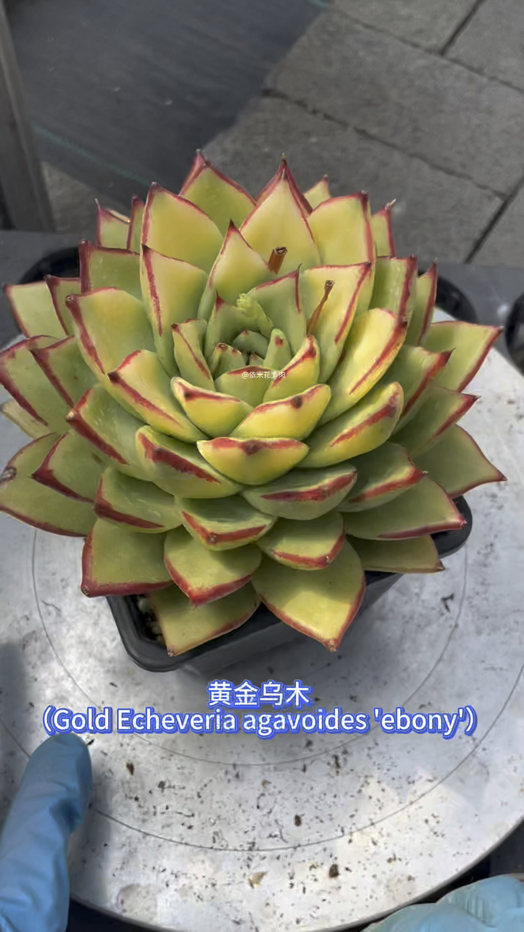 内圈金黄色发色的黄金乌木,是少数人可以拥有的品种,一起来欣赏一下吧#东云系多肉