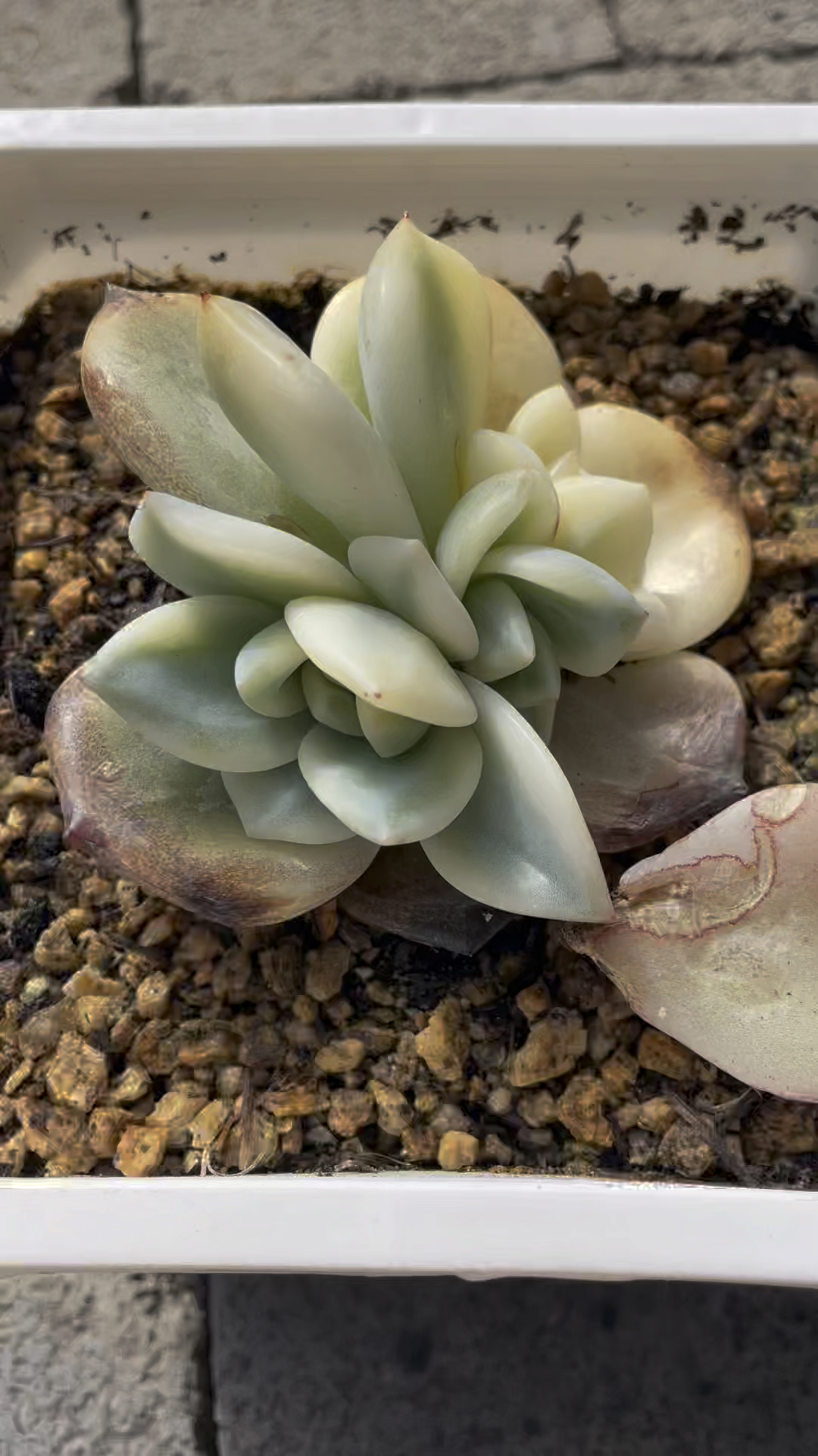 伊丽莎白母本砍头盖,出了三个侧芽,4个月就长这么大,太不容易了#多肉大棚主的日常