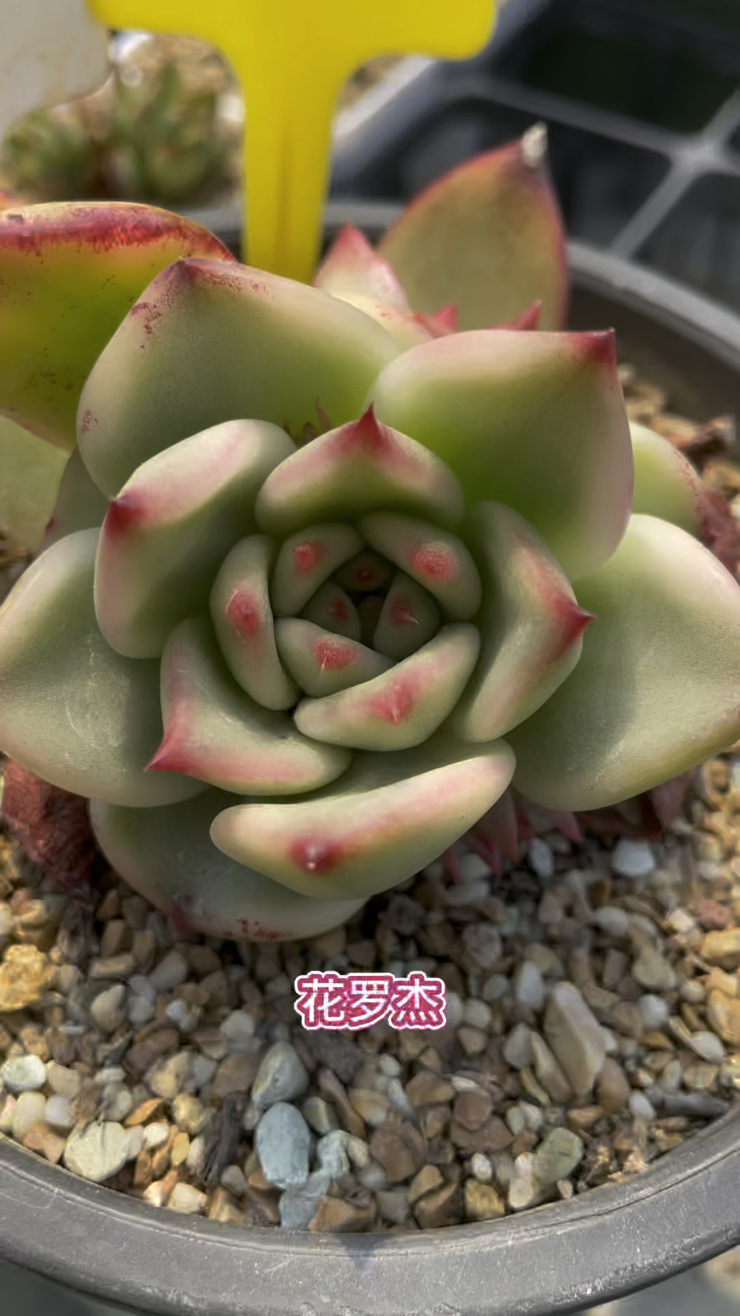 一直火爆的东云花罗杰，除了腹轮还具备血斑体，灯养效果更是一绝#罗杰锦 #依米花多