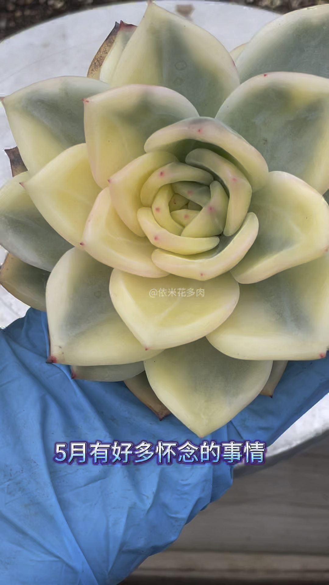 第九颗大冠服母本伊丽莎白出嫁，中高端玩家必入的多肉，你有吗#韩国多肉 #伊丽莎白锦