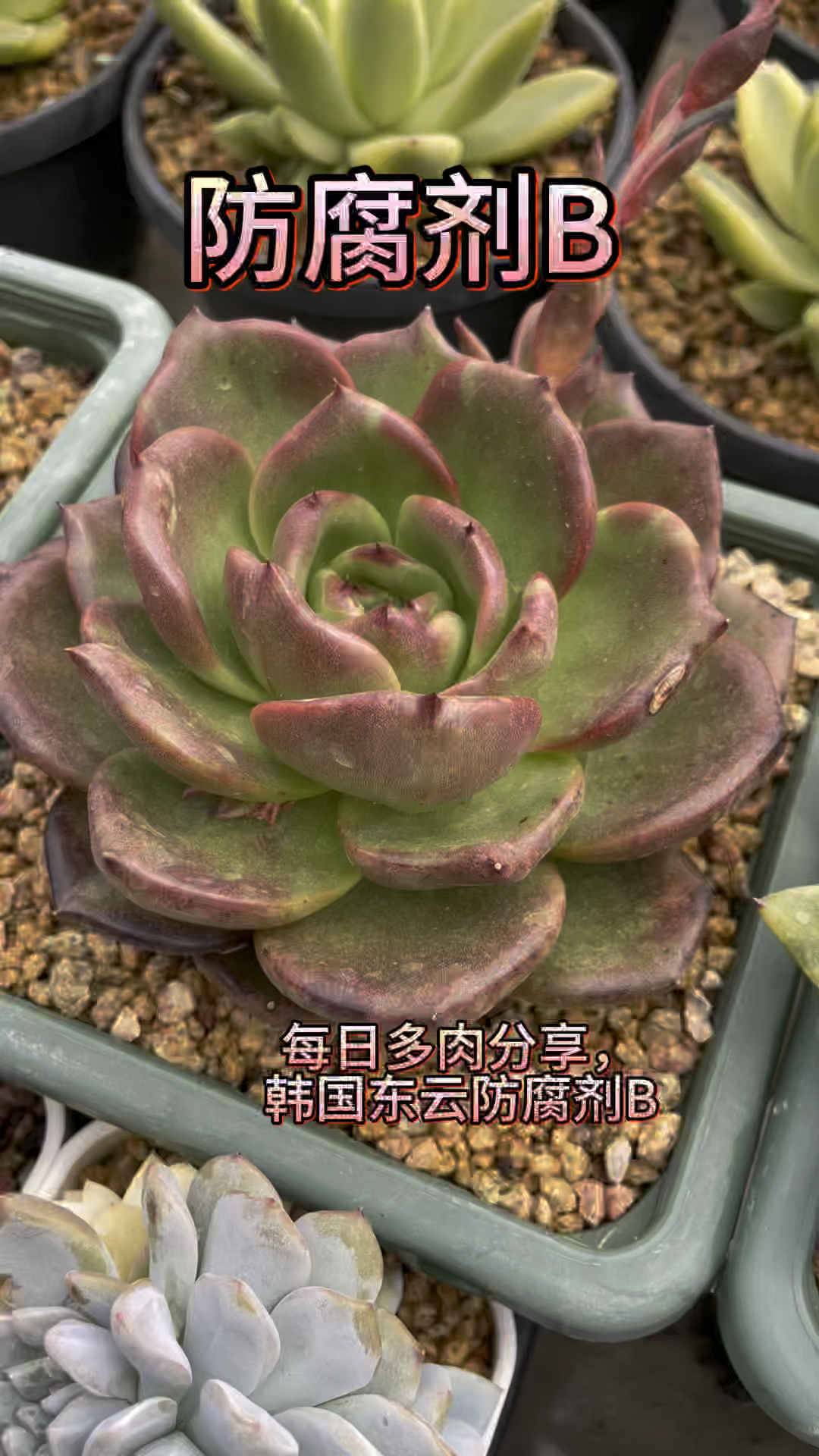 韩国东云系-防腐剂B,一款全年猪肝色油亮的红色系多肉,喜欢光照,可露养,南北方都可