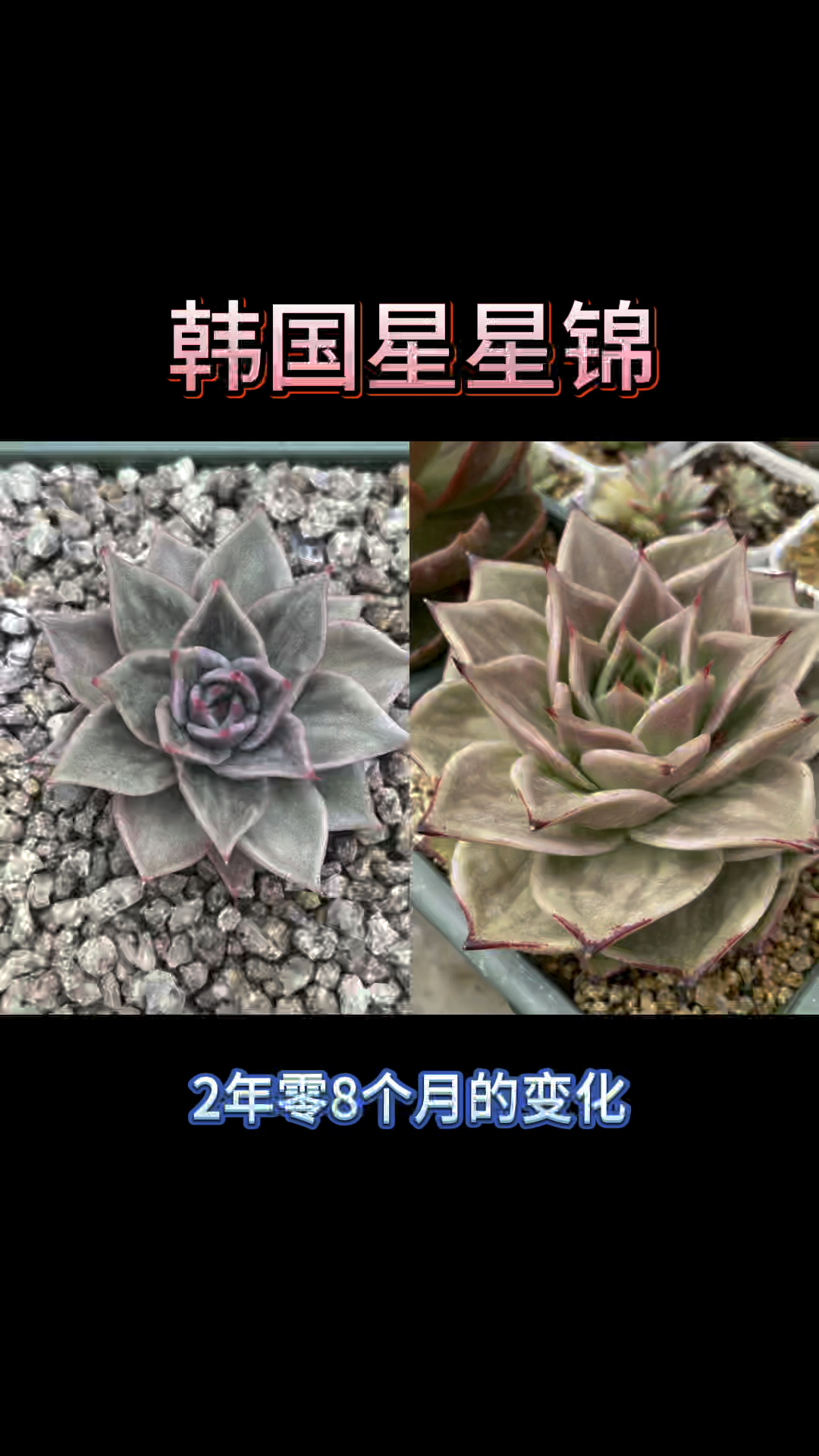 韩国东云系星星锦，一颗颜值与价格不符的多肉，宽叶，凹凸纹，红色边线，南北方都能养