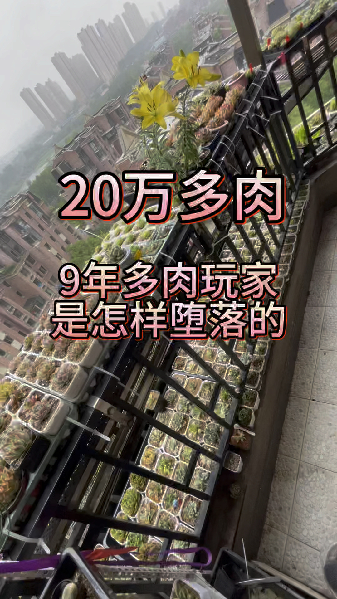 9年时间20万多肉成本，养多肉的梦想到底是什么？你是否想过当一个大棚主呢？#多肉玩家