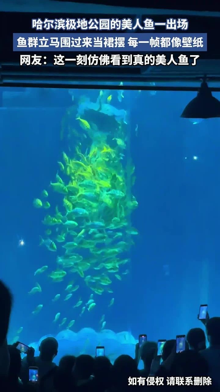 哈尔滨极地公园的美人鱼表演美到失语!鱼群直接化作她的流动裙摆