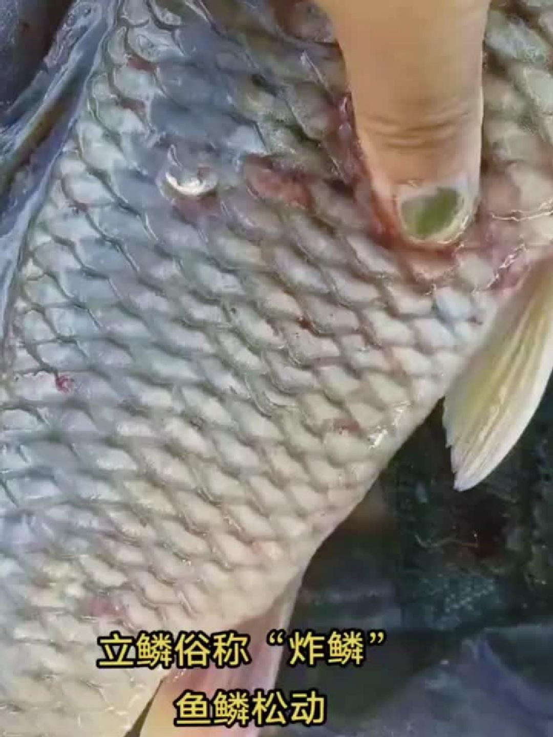 鱼鳞为什么会竖起来，松动？