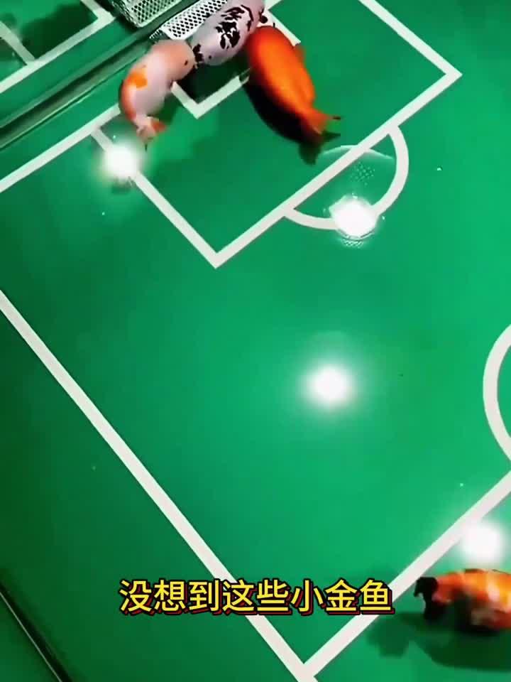 小金鱼踢足球,精准的运到了球门