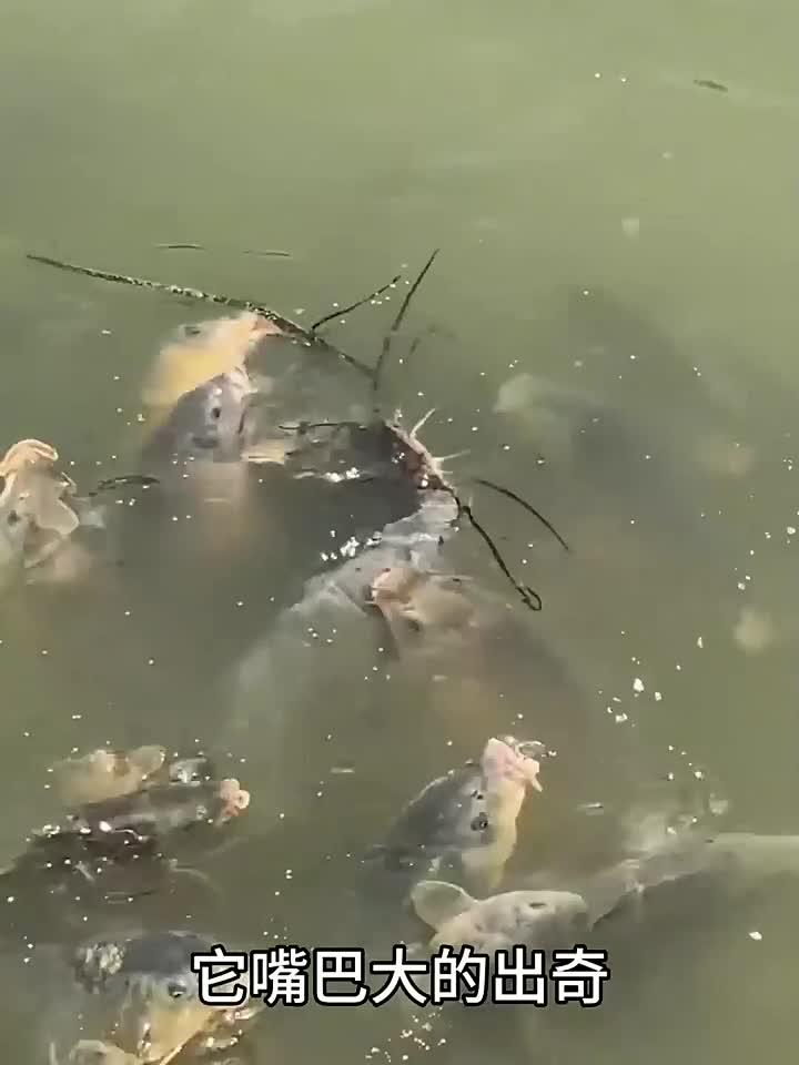 这是什么鱼,竟然还长胡须了