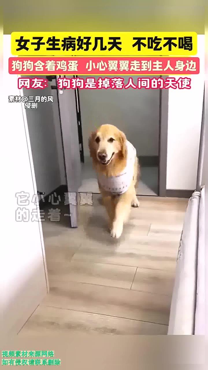 女子生病好几天不吃不喝,狗狗含着鸡蛋,小心翼翼走到主人身边