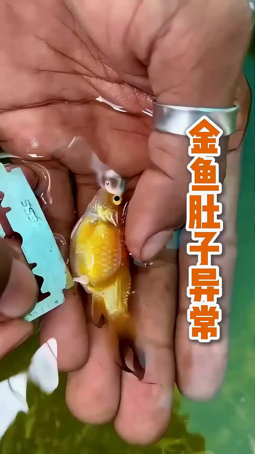 金鱼肚子异常膨胀,产卵还是疾病?生死关键瞬间大揭秘!