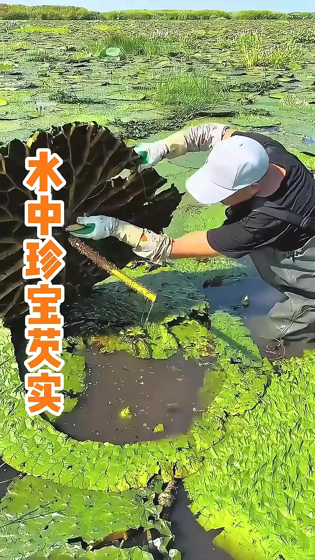 解密水中珍宝:芡实的采摘与功效