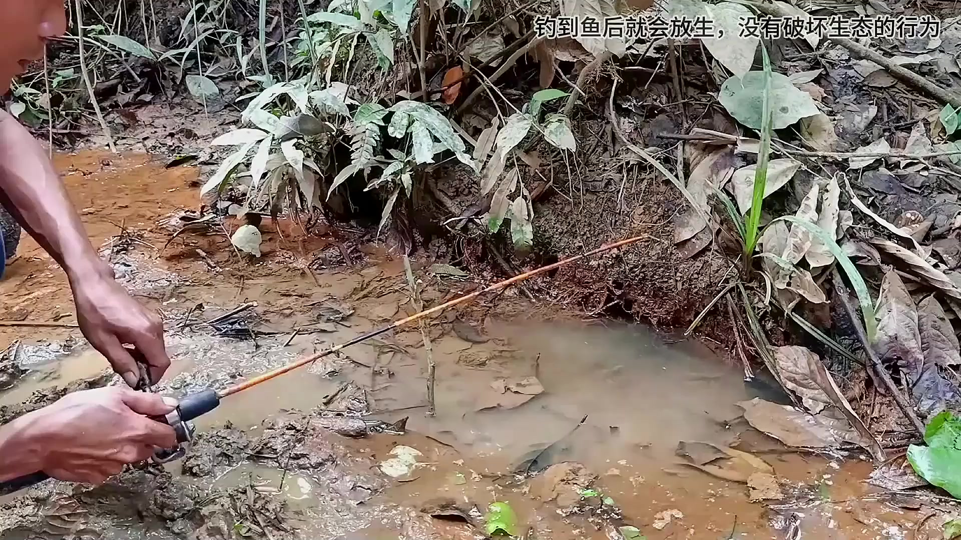户外钓鱼:渔民在大山深处的小水坑中钓到稀有的石鲶鱼!