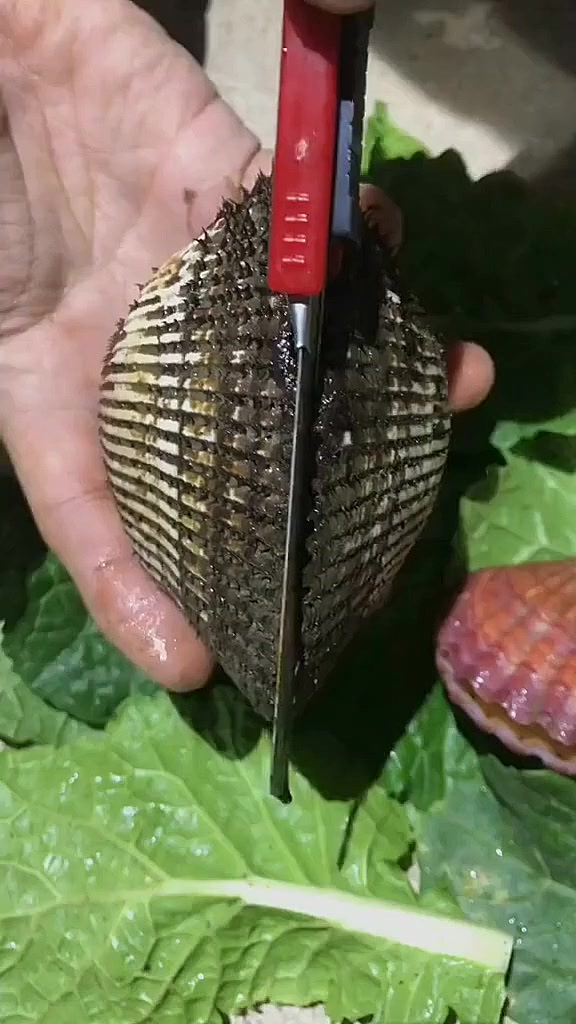 给大家解剖一个赤贝，这个赤贝是可以生吃的，你们吃过吗？